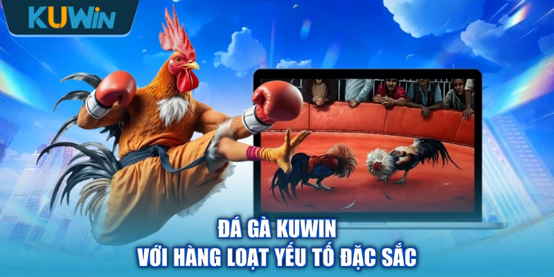 Đá gà KUWIN với hàng loạt yếu tố đặc sắc